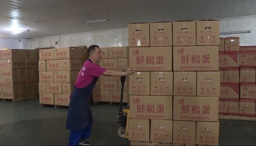 80万只蛋鸡的夏天